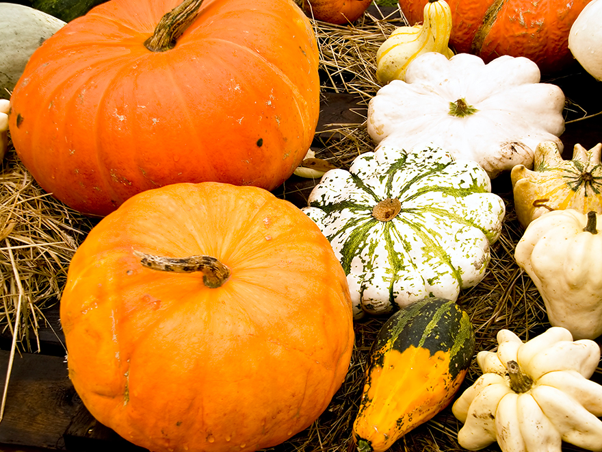 Fall Festival